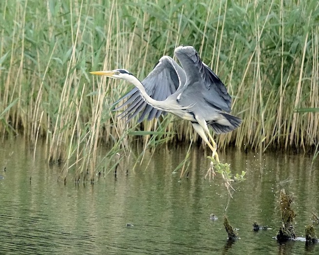 grey heron